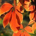 ���� ���������, �������, 66 ��� - ��������� 19 ������� 2018 � ������ ������ ��������