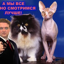 ����, ������, 50 ���