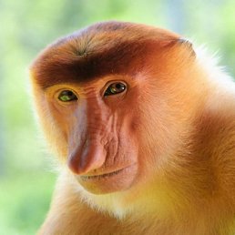 ������, ���������, 32 ����