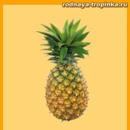 ���� �����, ���������, 22 ���� - ��������� 9 ����� 2019