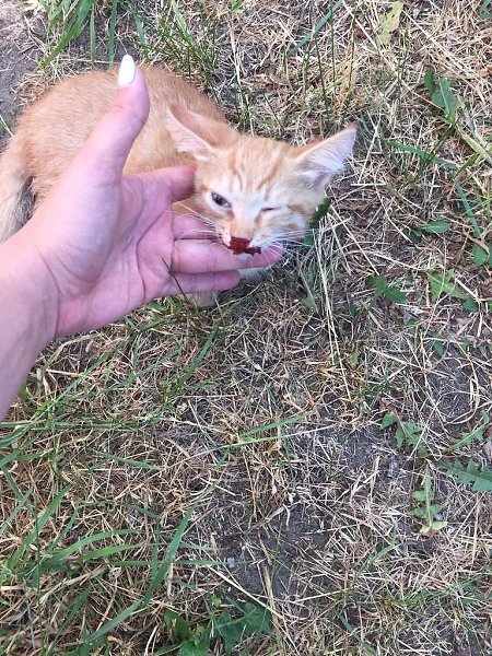 #Безкота_добро.Утром вышла гулять с собакой и у дома лежало и жалобно мяукало это рыжее пятнышко... ...