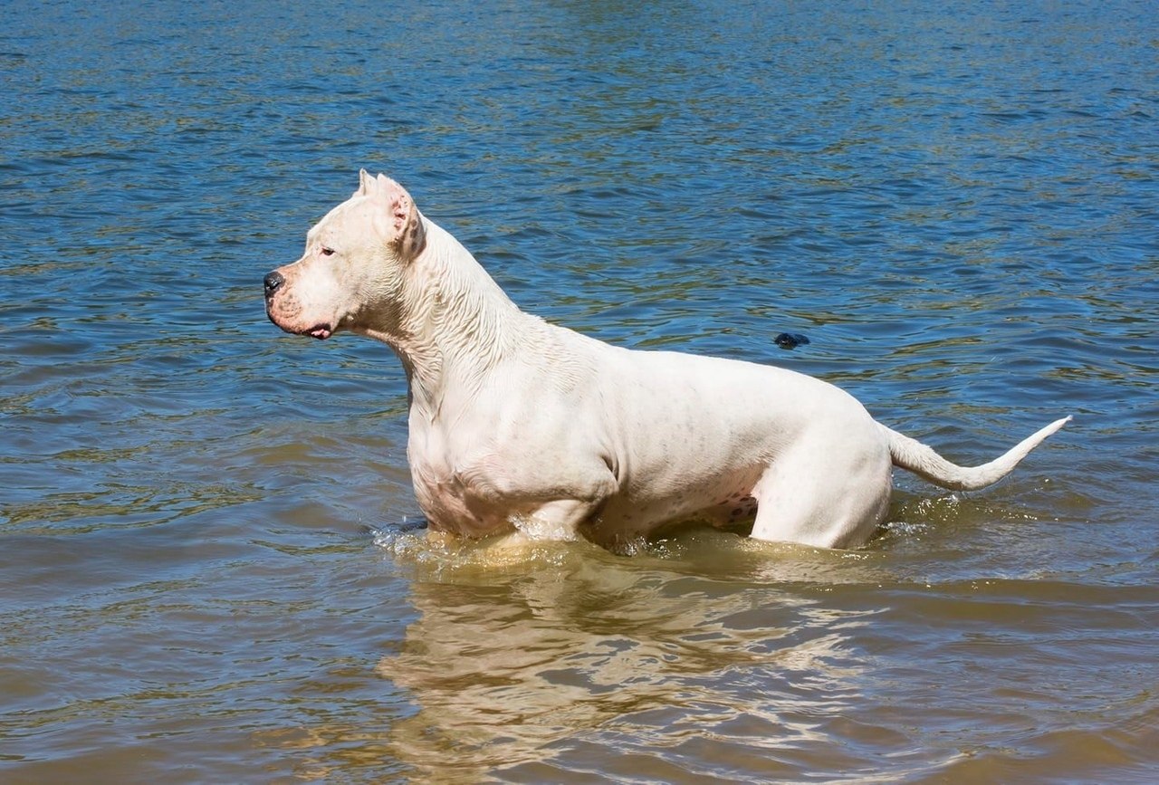 DOGO ARGENTINO /PADME AMIDALA KENOBI IZ BELOY SOTNI/