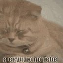 ���� Toha, ������, 38 ��� - ��������� 28 ������� 2019 � ������ ���� ����������