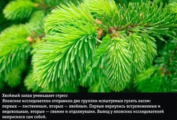 9 природных ароматов, неожиданно меняющие эмоции человека - 5