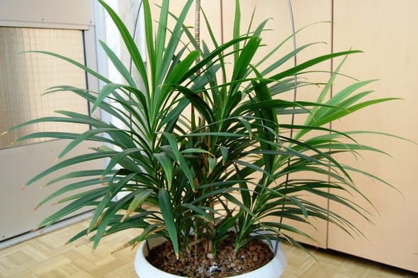 .  (Cordyline),    (   - ...