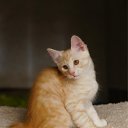 ���� ����, ������, 48 ��� - ��������� 28 ���� 2019 � ������ ���� ����������