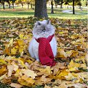 ���� ���������, ���������, 60 ��� - ��������� 26 ������� 2019 � ������ ���� ����������