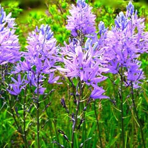 . (Camassia) -      .   ...