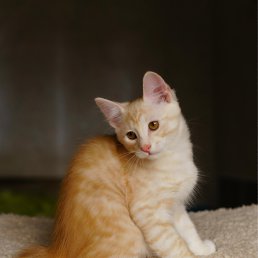 ����, ������, 48 ���