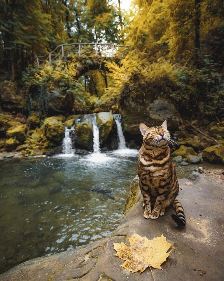  .: sukiicat ()#@ican
