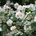 ���� Dalia, �����-��������� - ��������� 27 ��� 2019 � ������ ������ ��������
