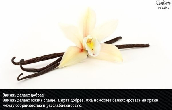 9 природных ароматов, неожиданно меняющие эмоции человека - 9