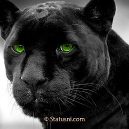 Lora, ����������, 50 ���