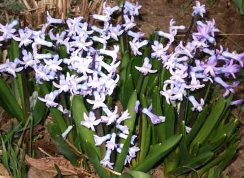 .   (Hyacinthella)     ...