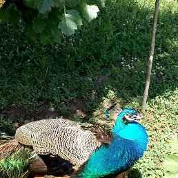 �����, ������ ��������, 41 ���