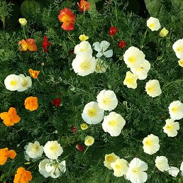 ����, ��������, 59 ���