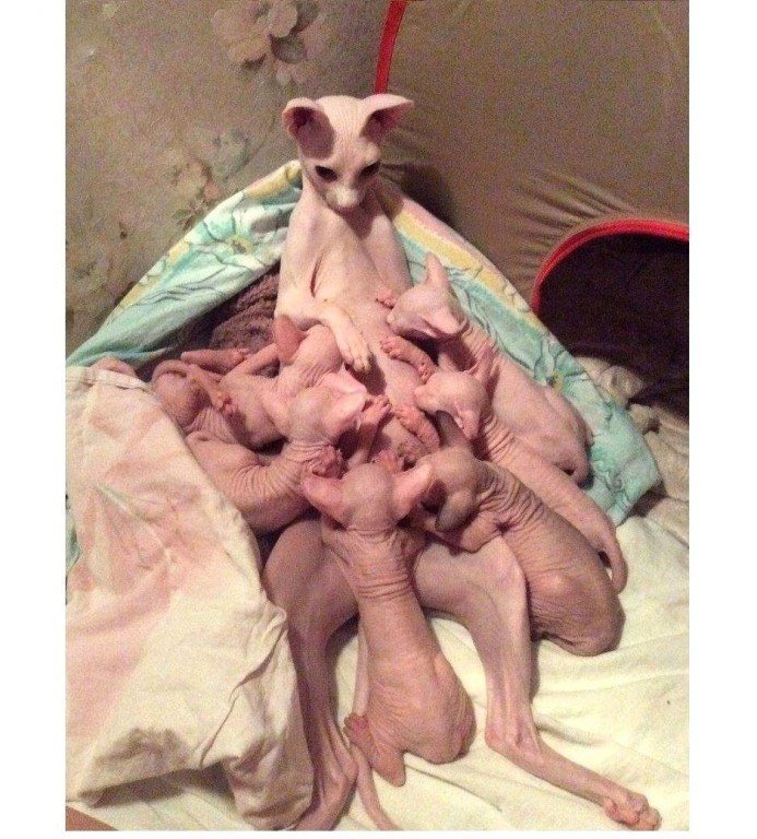 - *-!!    !!...))  -   ...