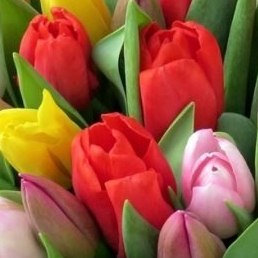 ���������, �������, 48 ���