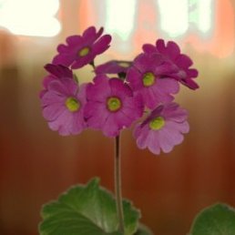 ������, �����, 85 ���