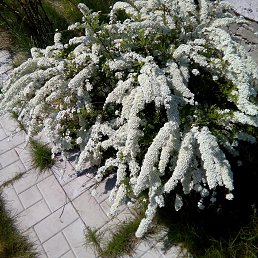 �������, �����������, 64 ����