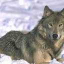 ���� ���������, ������ - ��������� 29 ������� 2019 � ������ �wolf�