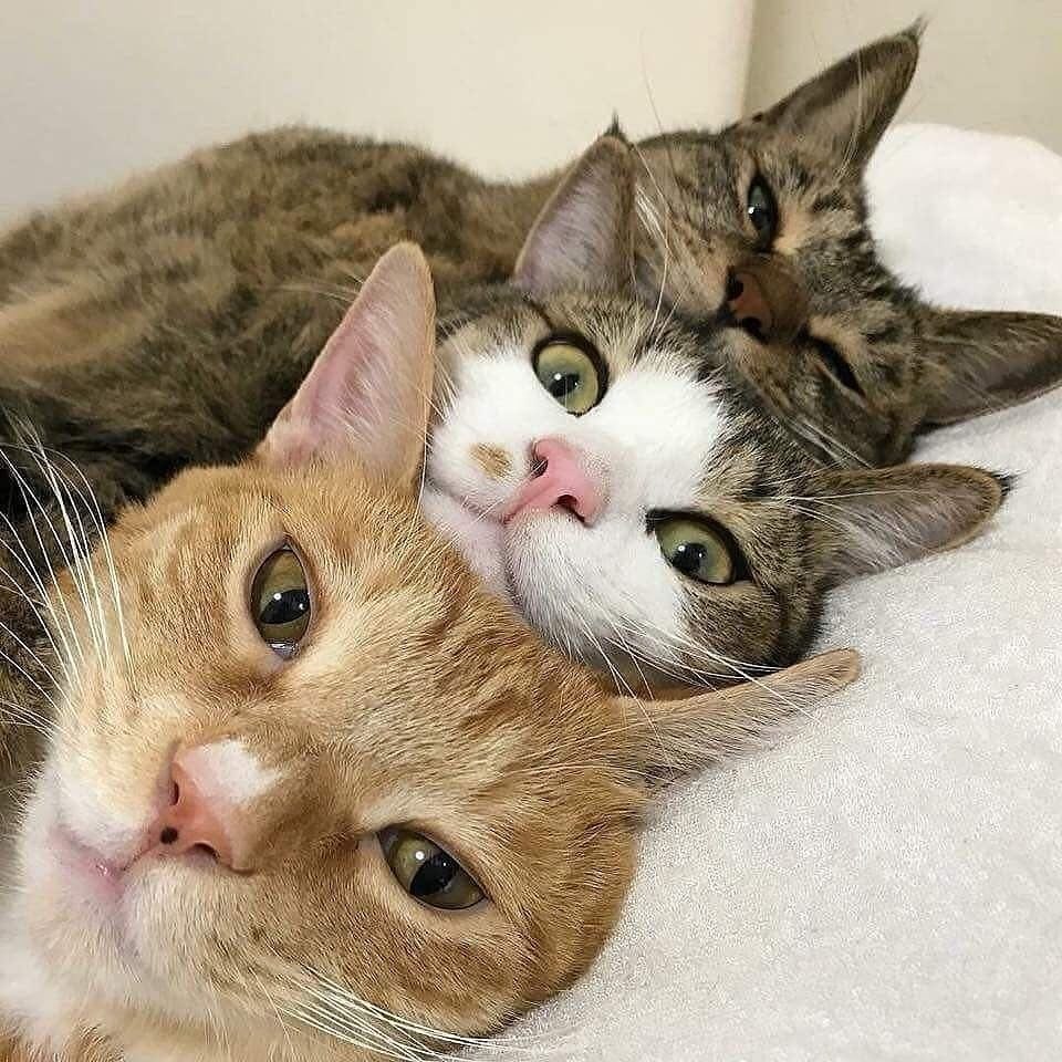 KOT