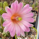 ���� ������, ��������, 55 ��� - ��������� 15 ���� 2019 � ������ ������ ��������