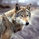 ���� ���������, ������ - ��������� 29 ������� 2019 � ������ �wolf�