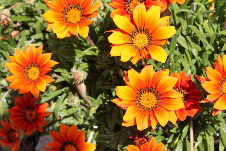 . (Gazania),        , ...