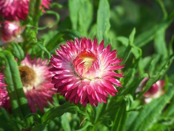 . (Helichrysum)    ,  ... - 4