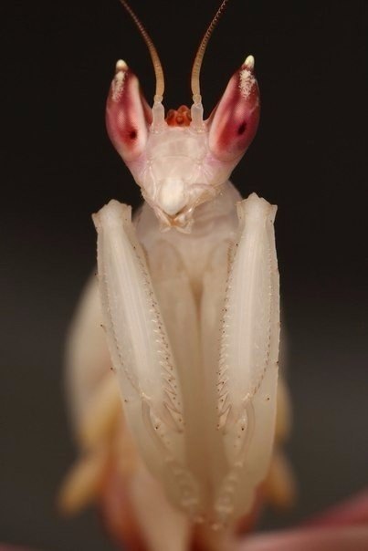     Hymenopus coronatus -  ,   ... - 6