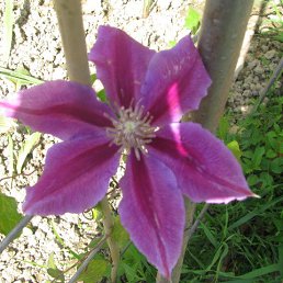 ���������, ������