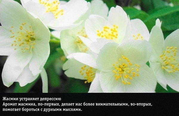 9 природных ароматов, неожиданно меняющие эмоции человека - 4