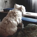  Arina, , 46  -  17  2019    