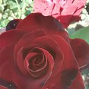  , , 50  -  1  2019   1 2019