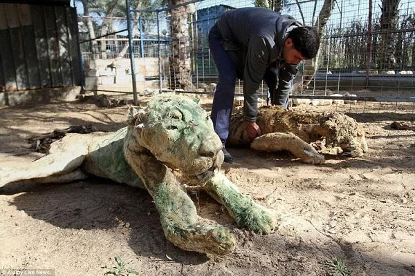 Из-за войны между Израилем и Палестиной зоопарк оказался недоступен для сотрудников и почти все ... - 6