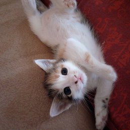 ���� ���������, ���� - ��������� 16 ������� 2019