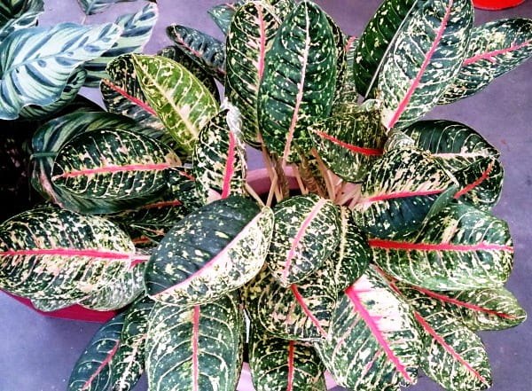 .      (Maranta)   ... - 4