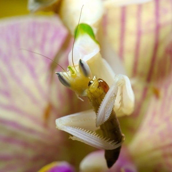    Hymenopus coronatus -  ,   ... - 5