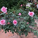 ���� �������, �����-���������, 64 ���� - ��������� 6 ���� 2019 � ������ ���� ����������