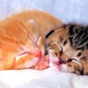 ���� ����� ���������, ���������, 63 ���� - ��������� 15 ������� 2019 � ������ ���� ����������