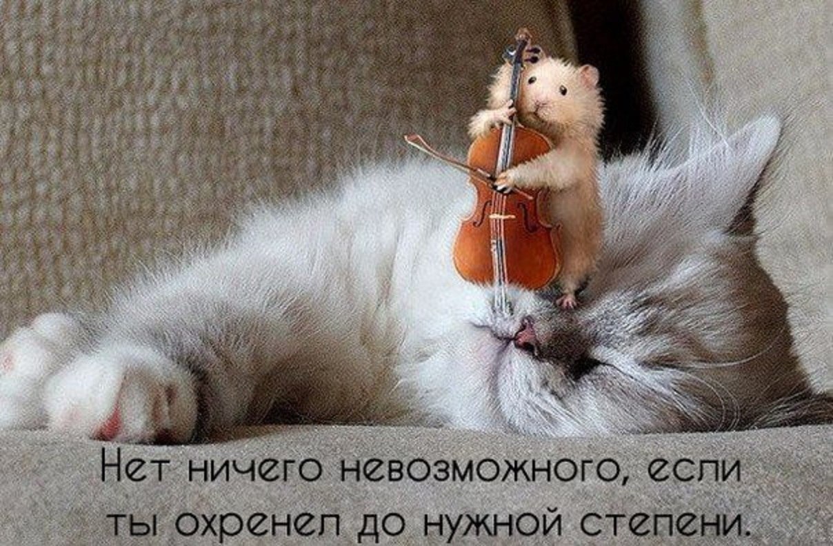 Хорошего Дня Смешные Картинки С Животными