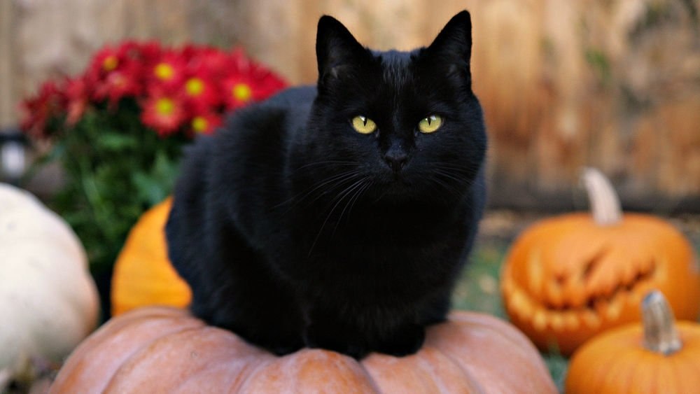 Happy Halloween! - 2