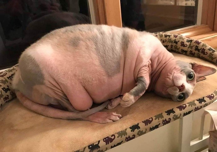      ,    