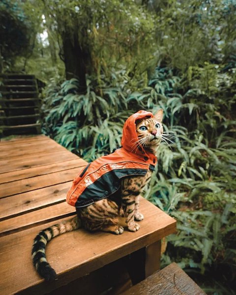 Милый путешественник.Автор: sukiicat (Инстаграм)#настроение@ican - 4
