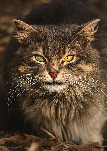 Фотографии уличных котов. В этих глазах можно увидеть многое. - 8