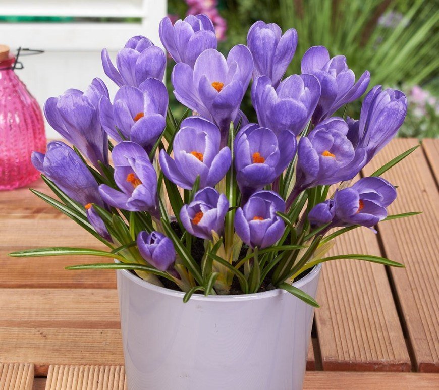  (). (. Crocus sativus)   ,  15 ,    ...