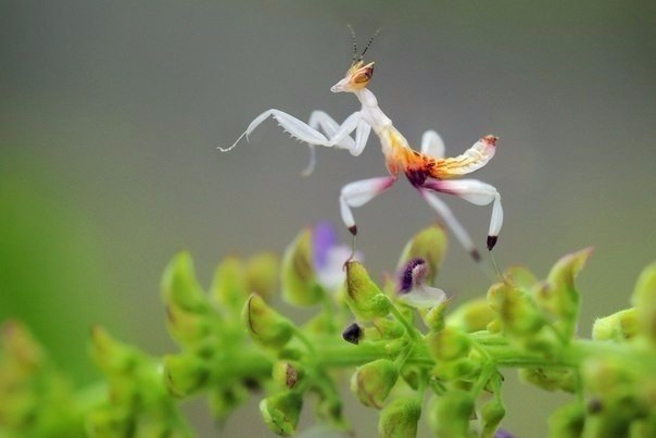     Hymenopus coronatus -  ,   ... - 8
