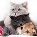 ���� �����, �������, 40 ��� - ��������� 24 ���� 2019