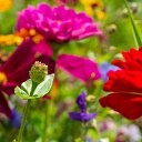  , , 52  -  11  2019     2019